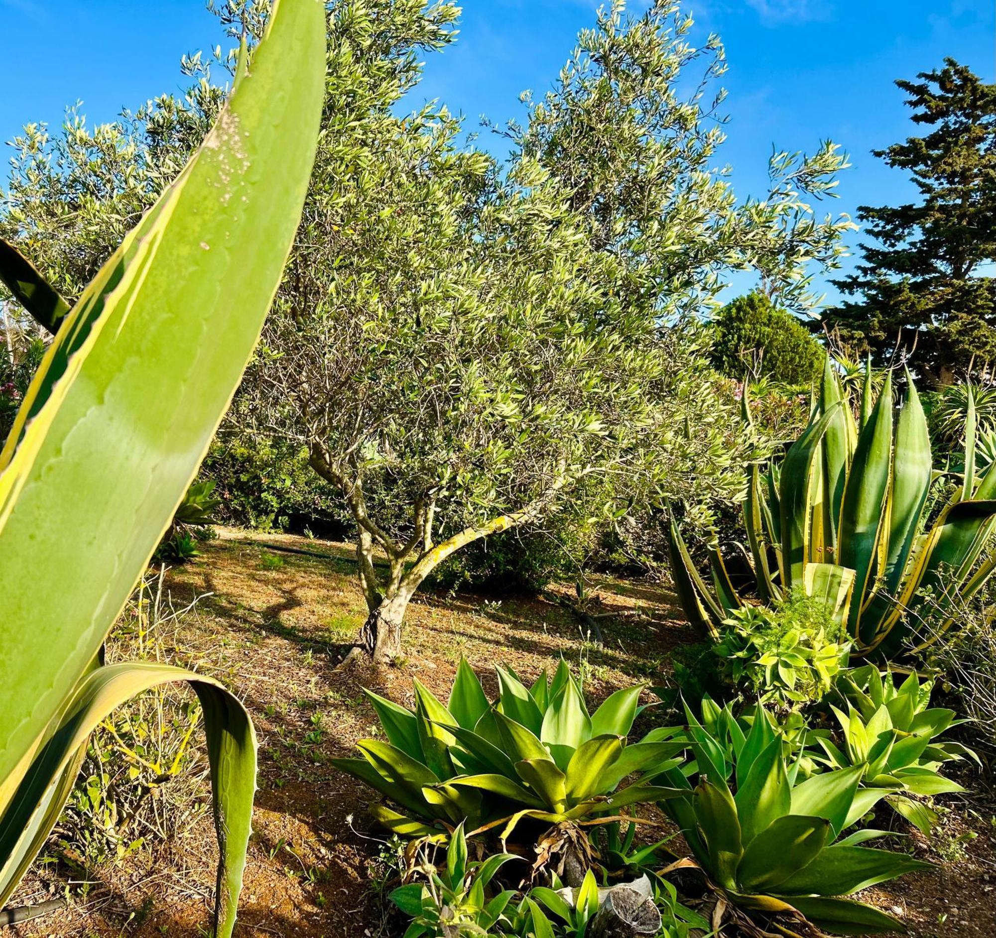 Villa Primavera Favignana Bagian luar foto